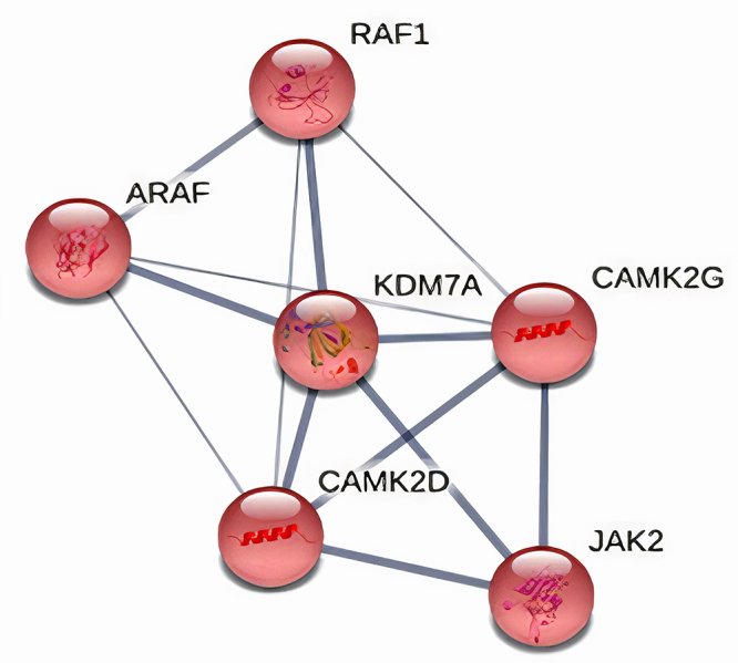 Combined expression of JHDM1D/KDM7A gene and long non-coding RNA RP11-363E7.4 as a biomarker for urothelial cancer prognosis.