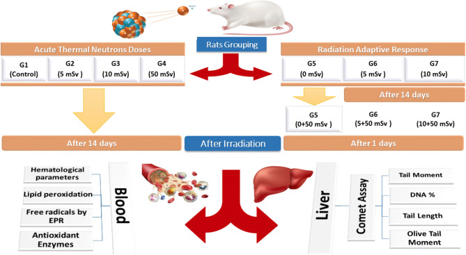 Biomarker dosimetry of acute low level of thermal neutrons and radiation adaptive response effect on rats.