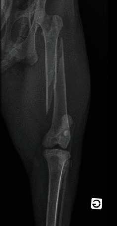 Immobilisation and Epidural Anaesthesia in a Eurasian Lynx (<i>Lynx lynx</i>) Undergoing Pelvic Limb Orthopaedic Surgery.