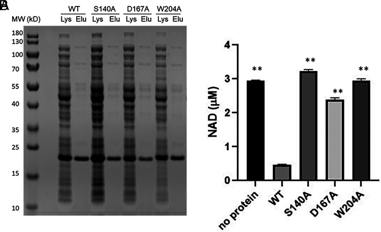 Characterization of the Structural Requirements for the NADase Activity of Bacterial Toll/IL-1R domains in a Course-based Undergraduate Research Experience.