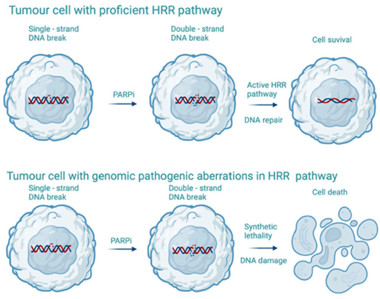 PARP inhibitors alone or in combination for prostate cancer.