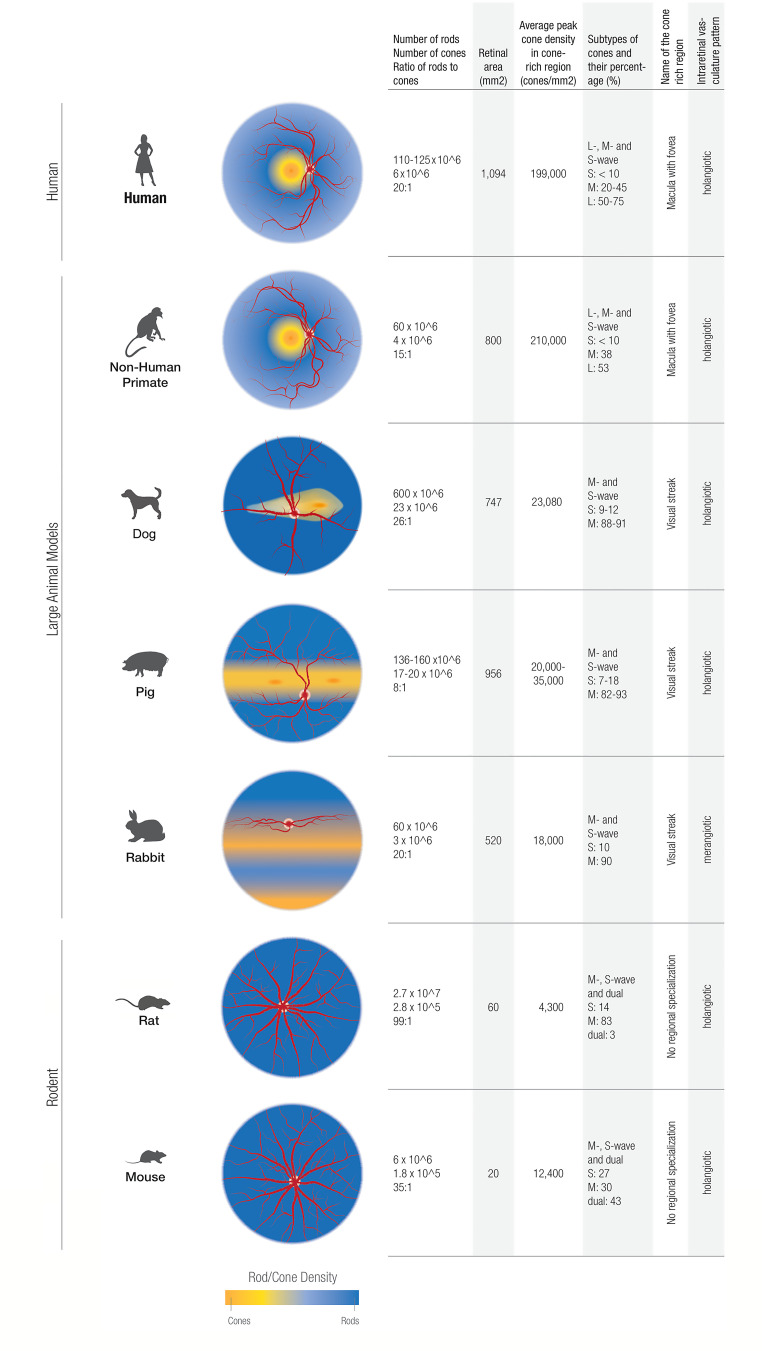 Large animal model species in pluripotent stem cell therapy research and development for retinal diseases: a systematic review.