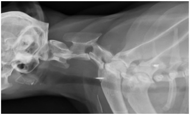 Surgical stabilisation of a traumatic cervical subluxation in a cat.