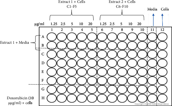 Antibacterial Activity and Proposed Mode of Action of Extracts from Selected Zimbabwean Medicinal Plants against <i>Acinetobacter baumannii</i>.