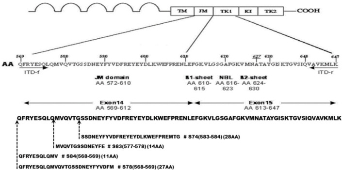 The Role of FLT3-ITD Mutation, PI3K/AKT Pathway, and Leukemia Stem Cells in D3A7 Induction therapy - the Outcomes of Adult Indonesian Patients with Acute Myeloid Leukemia.