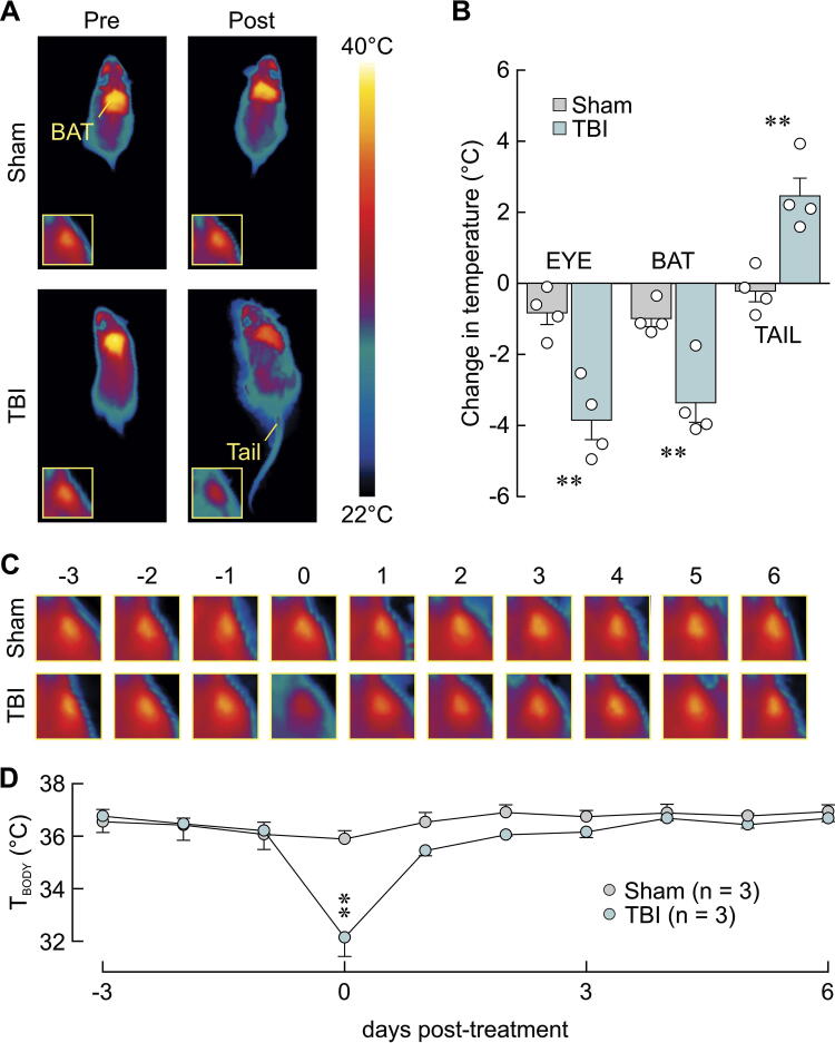 Acute and Reversible Hypothalamic Symptoms in a Lateral Head Impact Mouse Model of Mild Traumatic Brain Injury.