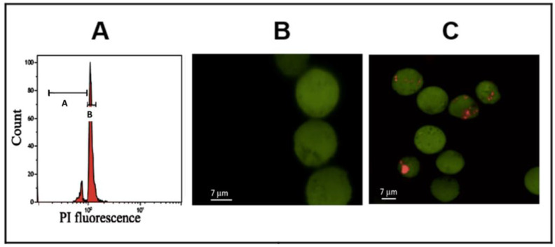 Signalling Pathways of Inflammation and Cancer in Human Mononuclear Cells: Effect of Nanoparticle Air Pollutants.