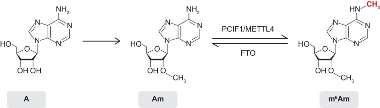 Regulation of m6Am RNA modification and its implications in human diseases.