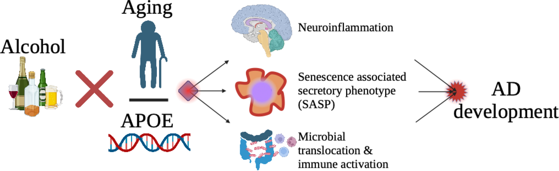 Linking alcohol use to Alzheimer's disease: Interactions with aging and APOE along immune pathways.