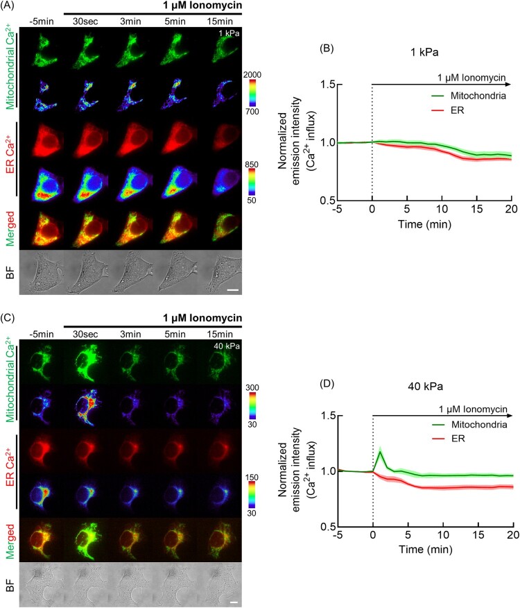 ECM stiffness regulates calcium influx into mitochondria via tubulin and VDAC1 activity.
