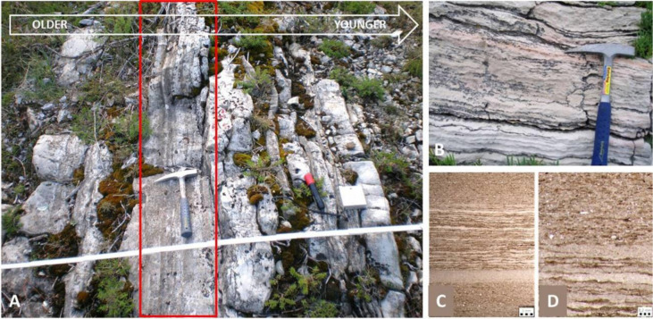 Marine microfossils: Tiny archives of ocean changes through deep time.