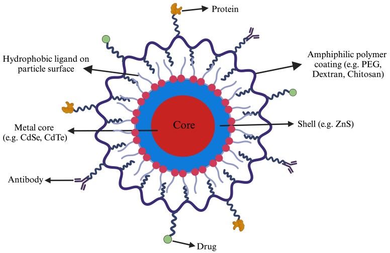 Exploring the full potential of sperm function with nanotechnology tools.