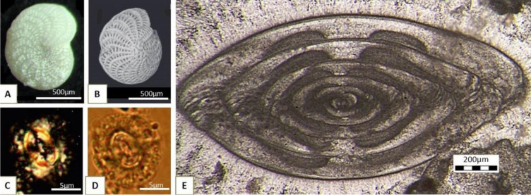Marine microfossils: Tiny archives of ocean changes through deep time.