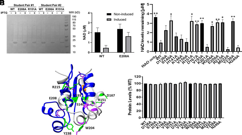 Characterization of the Structural Requirements for the NADase Activity of Bacterial Toll/IL-1R domains in a Course-based Undergraduate Research Experience.