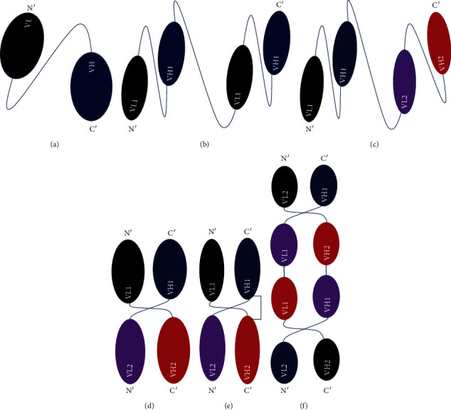 The Potential of Single-Chain Variable Fragment Antibody: Role in Future Therapeutic and Diagnostic Biologics.