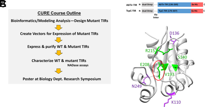Characterization of the Structural Requirements for the NADase Activity of Bacterial Toll/IL-1R domains in a Course-based Undergraduate Research Experience.