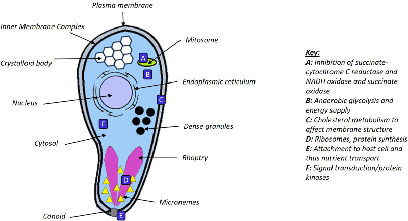 Understanding the <i>Cryptosporidium</i> species and their challenges to animal health and livestock species for informed development of new, specific treatment strategies.