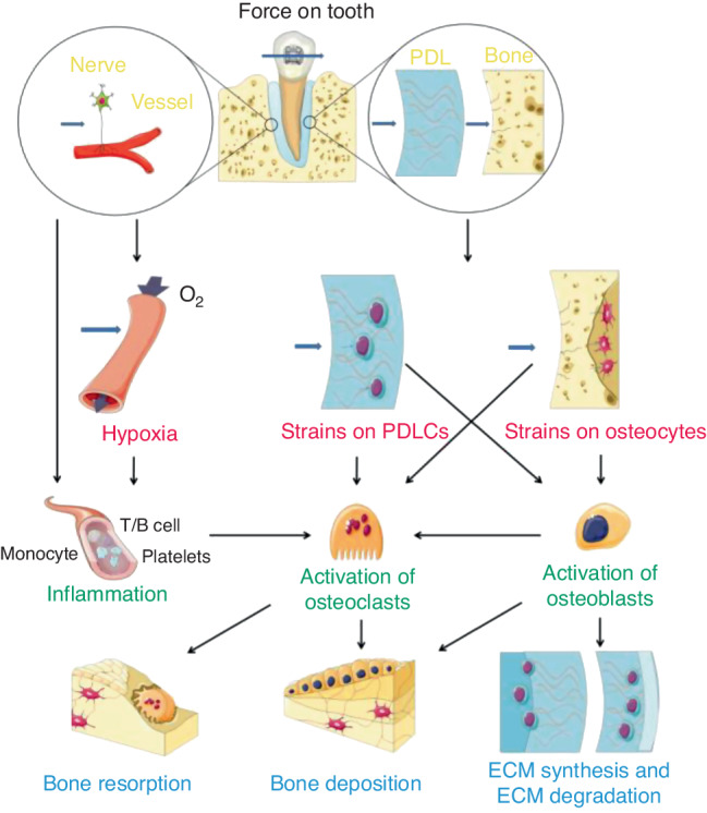 Age-related alveolar bone maladaptation in adult orthodontics: finding new ways out.