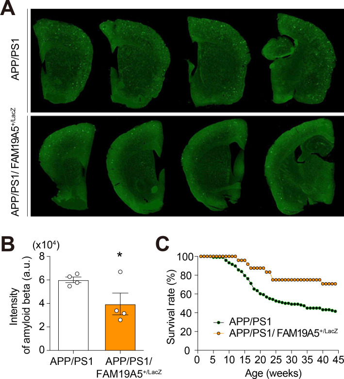 FAM19A5 Deficiency Mitigates the Aβ Plaque Burden and Improves Cognition in Mouse Models of Alzheimer's Disease.