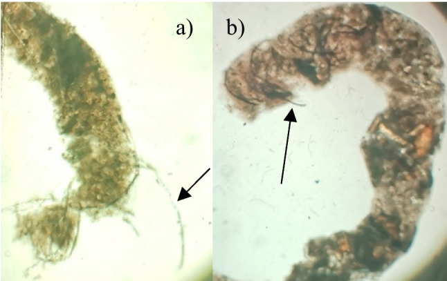 Analysis of bamboo fibres and their associated dye on a freshwater fish host-parasite system.