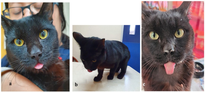 Feline dystrophin-deficient muscular dystrophy misdiagnosed as <i>Toxoplasma</i> myositis.