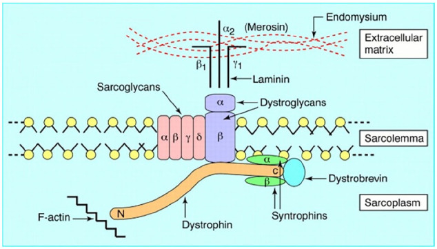 Feline dystrophin-deficient muscular dystrophy misdiagnosed as <i>Toxoplasma</i> myositis.