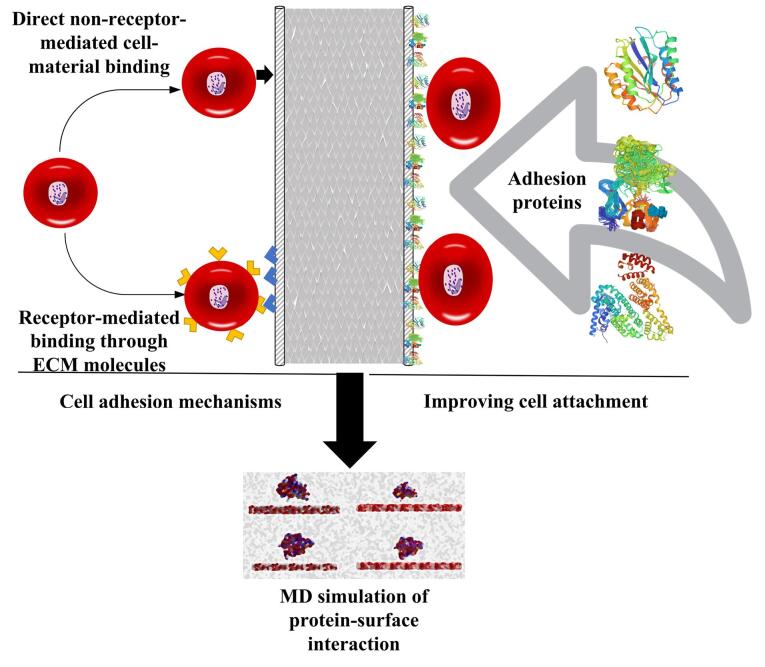 Molecular dynamics simulation in tissue engineering.