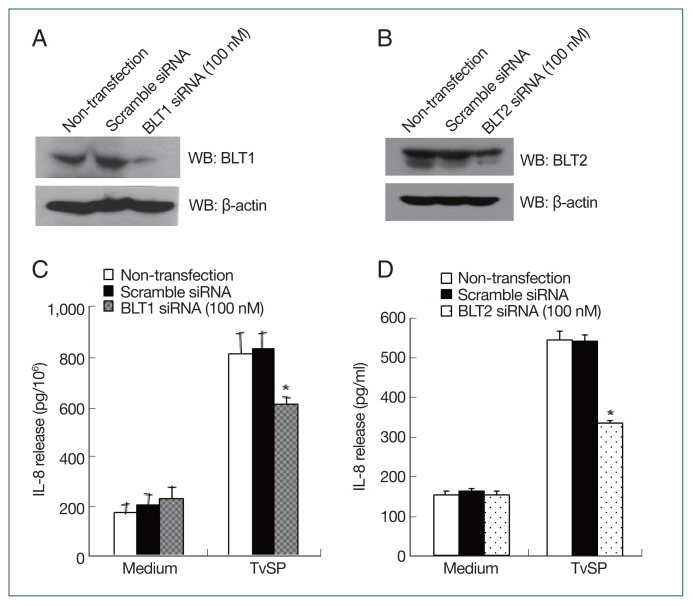 Dynamin 2-mediated endocytosis of BLT1 is required for IL-8 production in HMC-1 cells induced by Trichomonas vaginalis-derived secretory products.