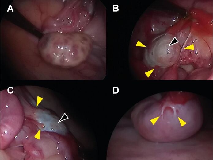 Oocyte developmental potential and embryo production before puberty in cattle.