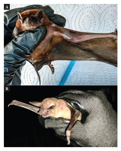 Trypanosoma spp. infection in urban and wild ecotopes of the caribbean region in Colombia.