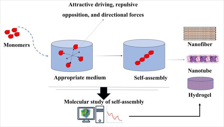 Molecular dynamics simulation in tissue engineering.