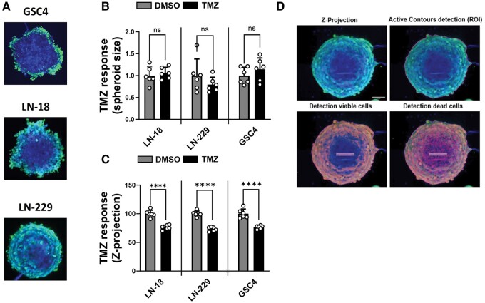 Methods in cancer research: Assessing therapy response of spheroid cultures by life cell imaging using a cost-effective live-dead staining protocol.