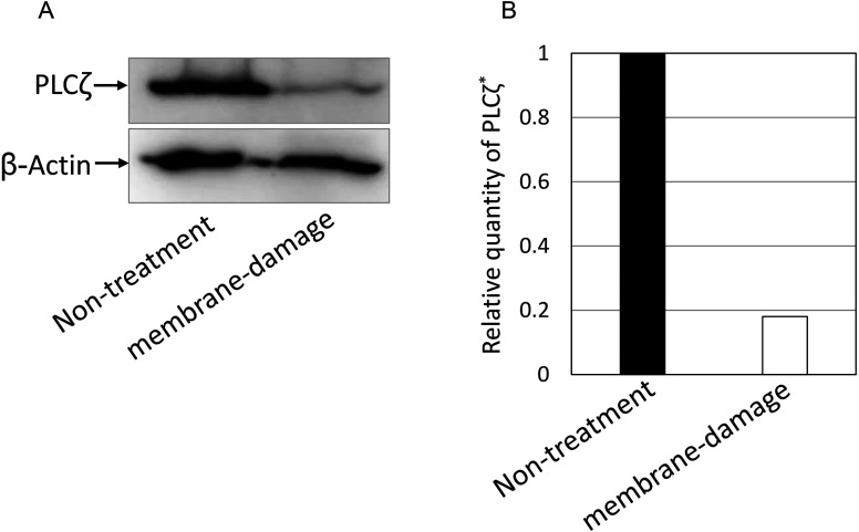 Oocyte activation with phospholipase Cζ mRNA induces repetitive intracellular Ca<sup>2+</sup> rises and improves the quality of pig embryos after intracytoplasmic sperm injection.