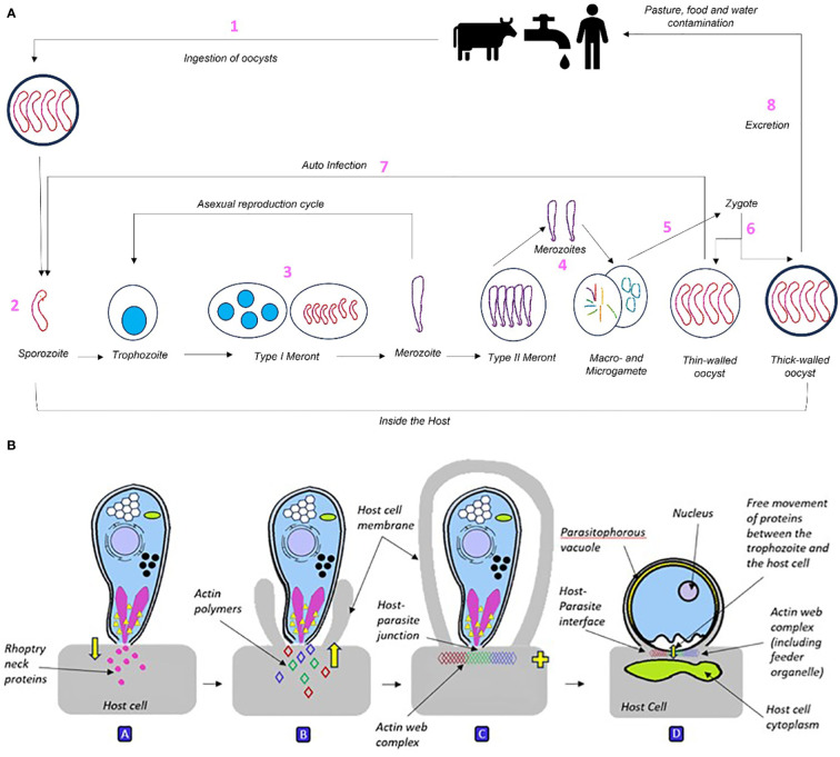 Understanding the <i>Cryptosporidium</i> species and their challenges to animal health and livestock species for informed development of new, specific treatment strategies.