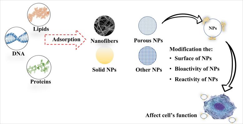 Molecular dynamics simulation in tissue engineering.