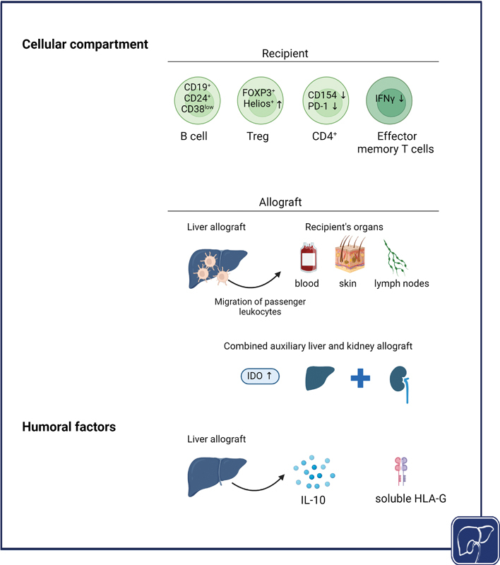 Combined Organ Transplantation in Patients with Advanced Liver Disease.
