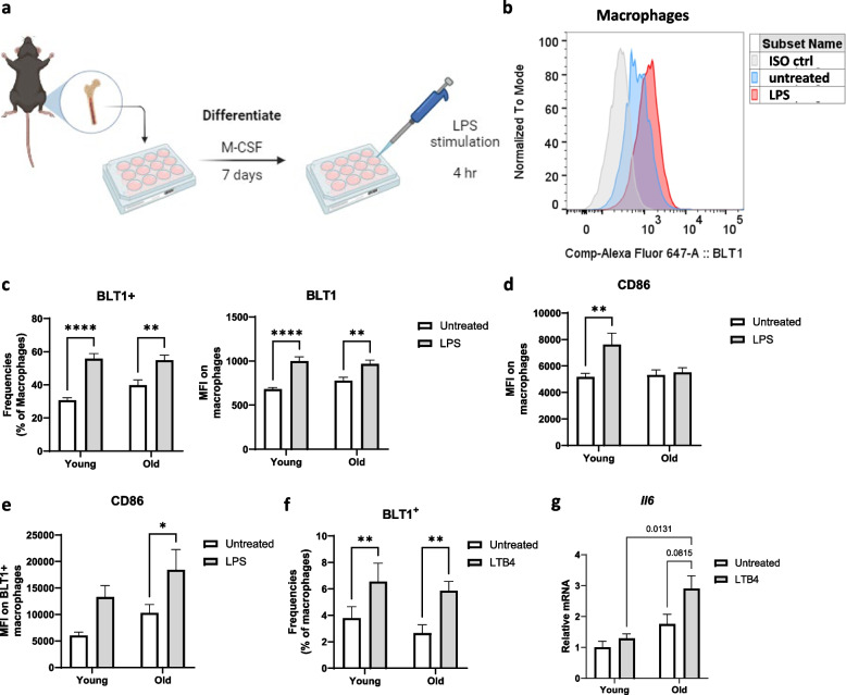 Role for BLT1 in regulating inflammation within adipose tissue immune cells of aged mice.