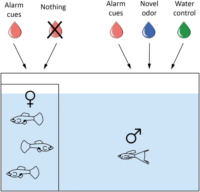 Antipredator decisions of male Trinidadian guppies (<i>Poecilia reticulata</i>) depend on social cues from females.