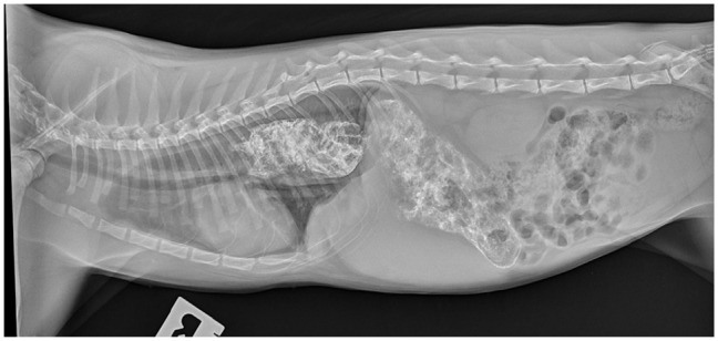 Feline dystrophin-deficient muscular dystrophy misdiagnosed as <i>Toxoplasma</i> myositis.