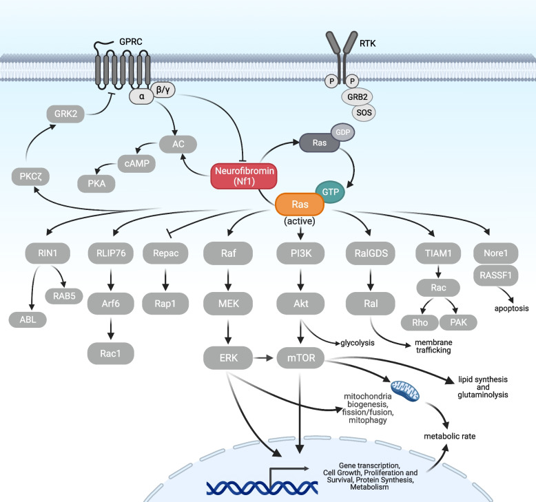 Unraveling neuronal and metabolic alterations in neurofibromatosis type 1.