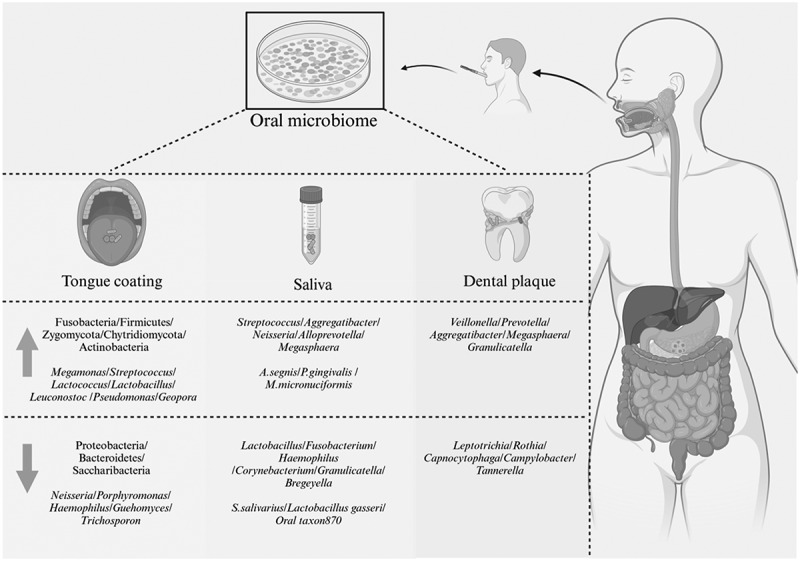 Oral microbiota and gastric cancer: recent highlights and knowledge gaps.