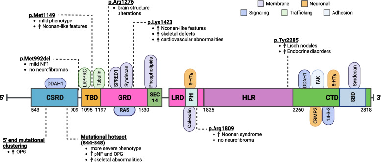 Unraveling neuronal and metabolic alterations in neurofibromatosis type 1.
