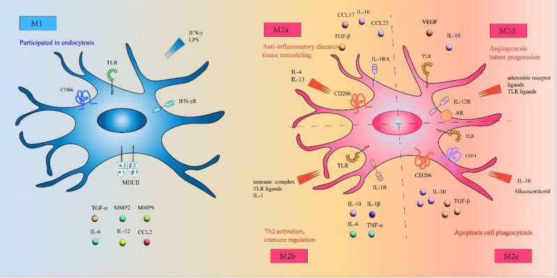 The role of macrophage plasticity in neurodegenerative diseases.