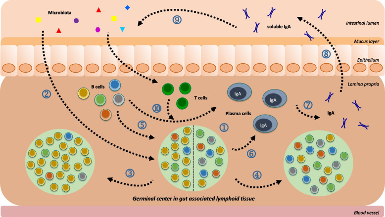 B cell academy of the gut: an update on gut associated germinal centre B cell dynamics.