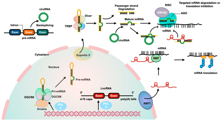 Noncoding RNA-Mediated Epigenetic Regulation in Hepatic Stellate Cells of Liver Fibrosis.