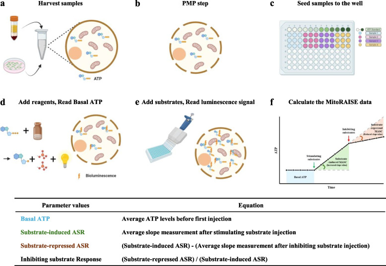 Real-time assessment of relative mitochondrial ATP synthesis response against inhibiting and stimulating substrates (MitoRAISE).