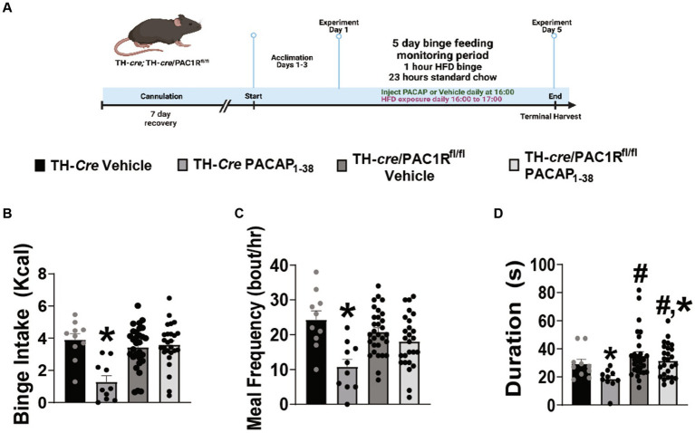 The role of pituitary adenylate cyclase-activating polypeptide neurons in the hypothalamic ventromedial nucleus and the cognate PAC1 receptor in the regulation of hedonic feeding.