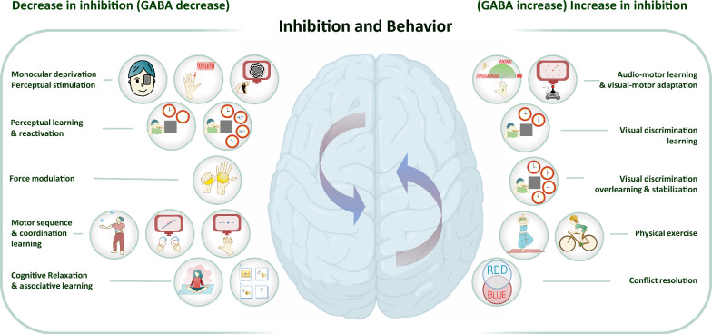 MRS-assessed brain GABA modulation in response to task performance and learning.