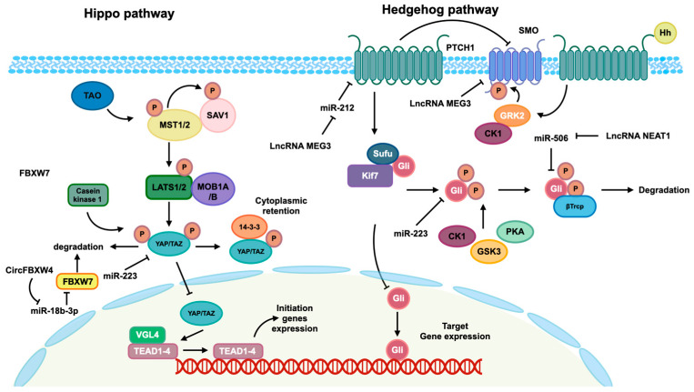Noncoding RNA-Mediated Epigenetic Regulation in Hepatic Stellate Cells of Liver Fibrosis.
