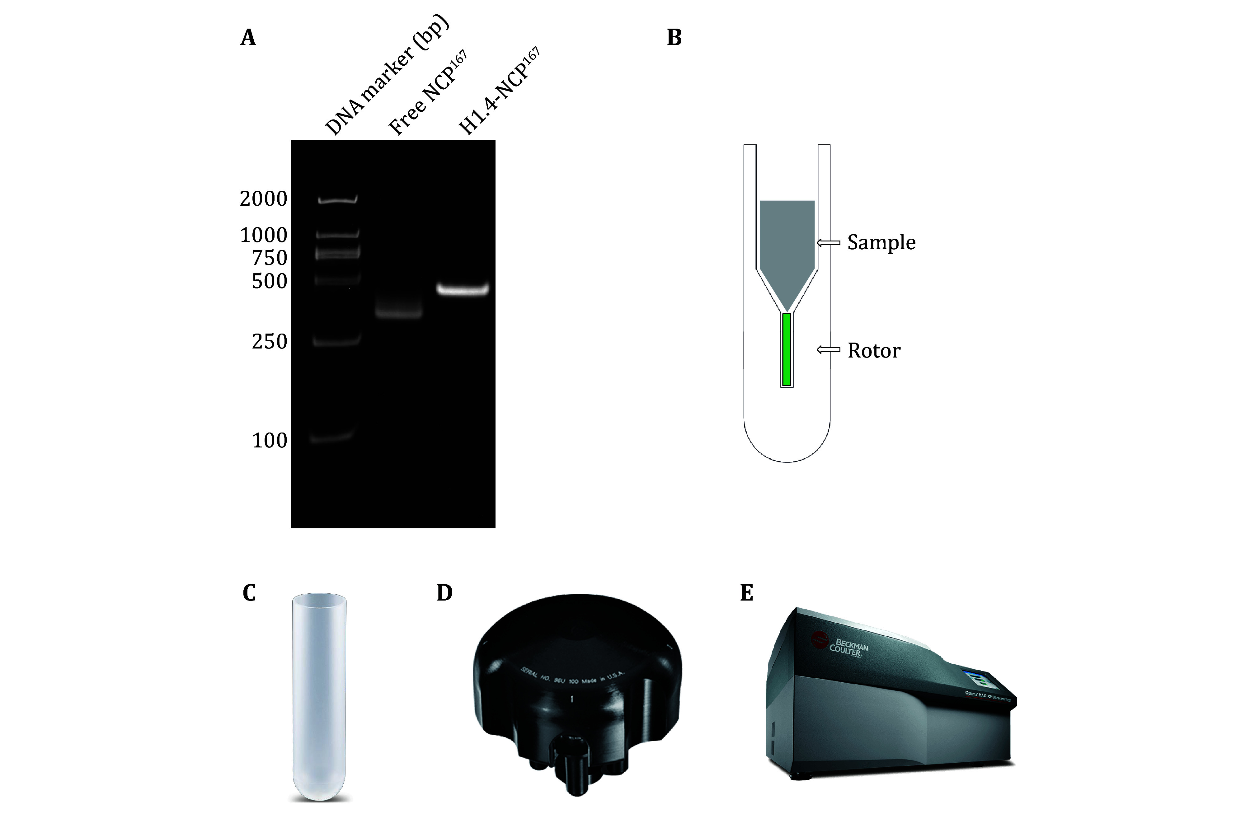 Studying large biomolecules as sedimented solutes with solid-state NMR.